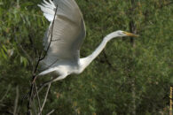 Great egret = great wingspan great egret