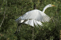 That was the last pic I could get of the take-off as I was using a tripod, and couldn't easily change aim. great egret