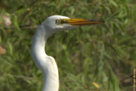 Alright, I have been wondering which portrait is the best? This one or... great egret