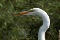 ... that one? I would love to get some stats, so please, add your vote. Portrait looking left or right? great egret