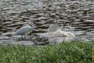 That was quite an interesting event. This snowy egret was watching a strange water turbulence. snowy egret