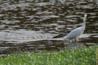 What on Earth? Look at that fish... it's almost bigger than the egret! snowy egret and carp