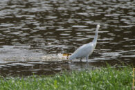 snowy egret and carp