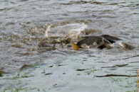I have no idea why these carps are shaking the water so intensely. carps