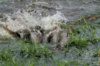 I had never seen fish doing this sort of things. If you know what's that about, please, don't hesitate to comment. carps