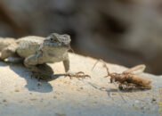 This lizard dropped his prey after seeing me get close to him. lizard and prey