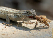 Let's grab that insect by the head. Why not? lizard grabbing insect
