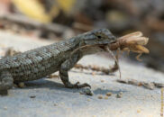 I think I will take it home for dinner lizard eating insect