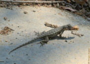 I backed away to make sure he doesn't loose his meal. Life is hard enough as it is. Lizard eating insect