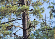 This is called a committee. It's the name designating a group of sitting turkey vultures. turkey vultures committee