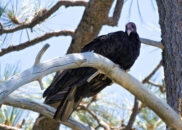 This single turkey vulture was sitting by itself another day. turkey vulture
