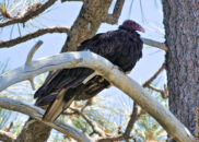 As I took a few good pictures, he seemed not bothered in the least by my presence. turkey vulture