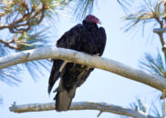 I wished he was going to take off, but as often in this kind of situation, one never knows when it will happen. turkey vulture
