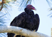 So, I decided to try for a nice portrait. turkey vulture