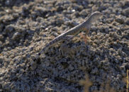 This is a zebra-tailed lizard. The dark side blotch indicates that this is a male since the female doesn't have it. zebra-tailed lizard