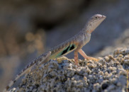 It was 104°F/40°C when we saw that zebra-tailed lizard. That didn't seem to bother him in the least. This lizard can run on his hind legs for short distances. zebra-tailed lizard