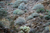 In this scenery, Rowshan told me "there is an owl", it took me a while before I could see it. Can you? great horned owl