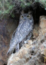 It stayed perched on this rock-side for the 15 minutes we were looking at him, so I also shot a video which I added to this post. great horned owl