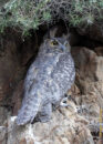 I already covered this bird in a post in February. You can find it it by using the search bar in my website. This post also contains some interesting facts about the great horned owl. great horned owl