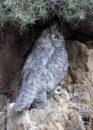 The ear tufts were misnamed "horn", and there is no consensus as to what they might be useful for. Expert agree that they don't affect the bird's hearing which is 10 times better than ours. great horned owl