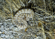 This is a baby sidewinder, or horned rattlesnake. It's been named sidewinder because of the way it moves. I provided a link to the wikipedia article about sidewinding. horned rattlesnake, sidewinder