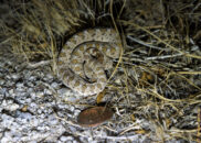 Rowshan thought it would be a good idea to put a penny next to that baby snake, so that we can better see how small it is. Nevertheless, rattlesnakes are born with fully functional venom glands, so don't get too close! baby sidewinder, horned rattlesnake