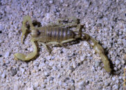 This is a dead desert scorpion which Rowshan spotted as we were driving at night. He wanted to see what happens when you illuminate it with UV light. desert scorpion