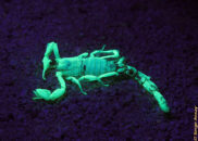 As you can see, it's glowing phosphorescent light in reaction to the UV light we were shining on it thanks to this unique flashlight: Nitecore SRT7GT. desert scorpion under UV light