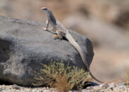 This is a more standard looking desert iguana. desert iguana