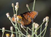 Queen butterfly in the Anza Borrego desert. Pic 1 of 3 Queen butterfly