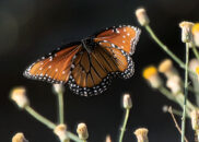Queen butterfly in the Anza Borrego desert (in flight) Pic 2 of 3 Queen butterfly