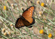 Queen butterfly in the Anza Borrego desert. Pic 3 of 3 Queen butterfly