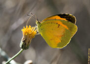 Eurema nicippe, common name: sleepy orange - pic 1 of 2 Eurema nicippe, common name: sleepy orange