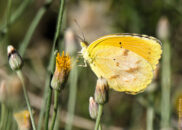 Eurema nicippe, common name: sleepy orange - pic 2 of 2 Eurema nicippe, common name: sleepy orange
