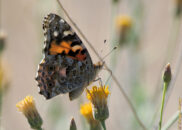 Vanessa cardui, common name: painted lady Vanessa cardui