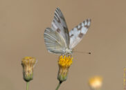 Pontia protodice, common name: checkered white or southern cabbage butterfly. Pic 1 of 2 Pontia protodice, common name: checkered white or southern cabbage butterfly