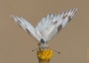 Pontia protodice, common name: checkered white or southern cabbage butterfly. Pic 2 of 2 Pontia protodice, common name: checkered white or southern cabbage butterfly