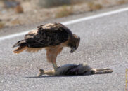 This red-tailed hawk must have felt really lucky as he found a jackrabbit roadkill red-tailed hawk eating jackrabbit