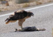 You can see a 1 minute video of that scene in my post but be aware that it's pretty gory. red-tailed hawk eating jackrabbit