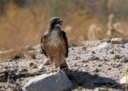 This is the same red-tailed hawk who was eating the rabbit. I think he was annoyed because he had to fly away because of another car. red-tailed hawk