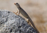 I have no idea why this desert iguana has red lips. My research didn't bring anything nor any picture looking like this. Please don't hesitate to comment if you have some insight. red lips desert iguana