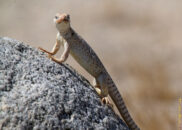 Aren't I pretty? Oh come on, I put on my make-up just for you today. red lips desert iguana