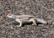 This desert iguana was on the road and, as you can see, it lost its tail. Fortunately it will grow back. But it will take between 2 and 12 months. It varies with many factors such as the age and how much was cut off. desert iguana missing tail