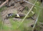 Where did the mouse go??
Yes, this screenshot was taken after it was done eating the mouse. California kingsnake portrait