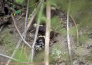 This snapshot gives us a better idea of how long its tongue really is. This is a very important part of the snake's anatomy, since it relies on it to sense its surrounding. California kingsnake showing its long tongue