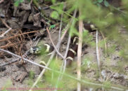 Even looking at its whole body, the mouse is not visible, just 3 minutes after it swallowed it. California kingsnake