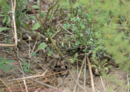 Last farewell shot as it slithered into the underbrush. California kingsnake