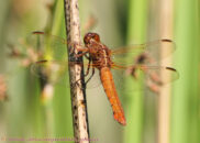 Neon skimmer - 1 of 3 Neon skimmer dragonfly