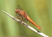 Neon skimmer - 2 of 3 Neon skimmer dragonfly