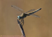 Female blue dasher Female blue dasher dragonfly